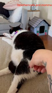 Weee bit Dramatic #3southern #cats #tiktok #loves #videos | 3 Southern Cats