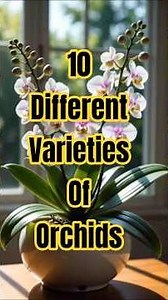 10 Beautiful Orchids Grow and Bloom Every Day // Nature is Amazing.#orchidlovers