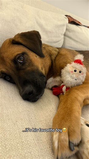 Goose 🐾 on Instagram: "Latest update on the sweetest friendship of all time 🫶🏻"