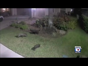 Residents concerned after video shows wild hogs wreaking havoc in Broward neighborhood