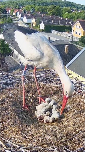 White storks fifth egg hatched #storks #whitestork #storkling #hatching #shorts #storknest