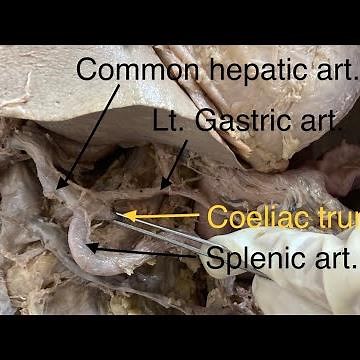 Coeliac trunk and it’s branches # Dr Geetanjali Karle