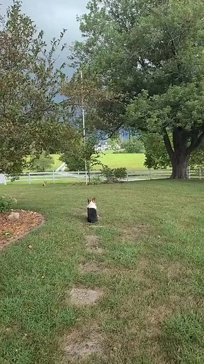 74K views · 3K reactions | The goats thought Hurricane Ida came to Missouri. Storm already passed through w/ no major tree damage this time #goatsoftiktok #corgisoftiktok #storm | Mommyfarmer | Facebook