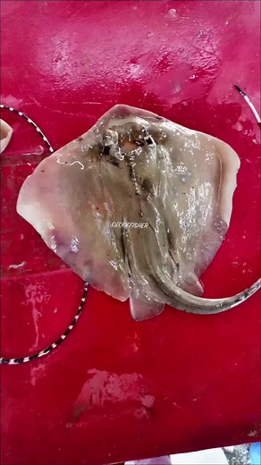 BAHAYANYA ANAK PARI 😳#friendfreshfish #nelayan #tiktokguru