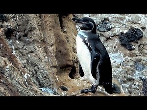 Galapagos penguin shakes tail feathers while basking in the sun