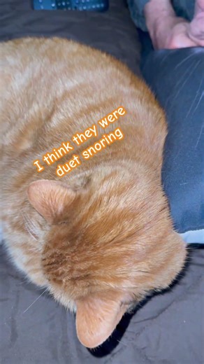 Duet snoring #cat #feline #cute #tabby #kitten #cats #kitty