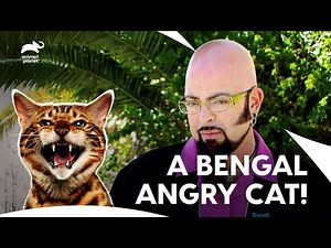 Bengal's Cat Late Night "MEOW MEOW" Behavior Issue | My Cat From Hell S4 Ep15 | Animal Planet