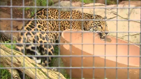 Watch what this hungry jaguar chose for its next meal