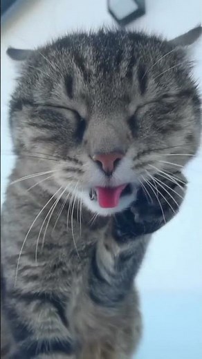 Cute Cat Emoticons Compilation: Licking Paws & Snout Shenanigans