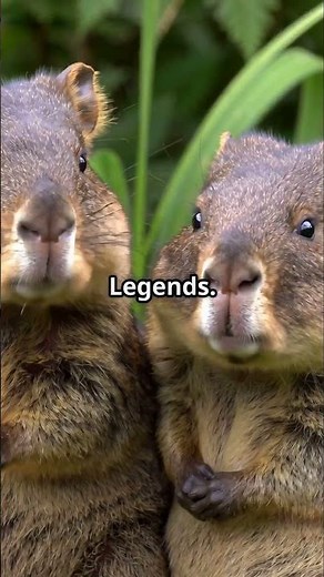 Meet the Smiling Quokka – Nature’s Cutest Selfie Star!