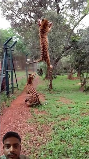 Tiger Jumps to catch meat 🥩 filmed in slow motion #animals #tigers #slowmotion #rescue