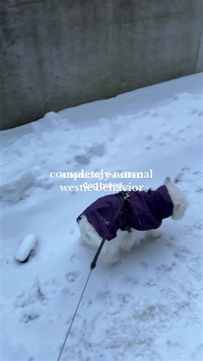 Understanding Normal Behavior of West Highland White Terriers