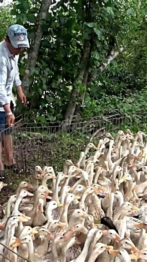 Amazing Duck Farm | Process of Producing Ducks For Eggs and Meat #wildlife #animals #shorts #cute