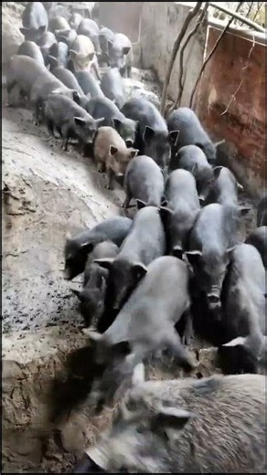Amazing Pigs Walk 🐗 #pig #boar #viral #pigfarmvideo #animals #wildpig #wildboar #wildlife