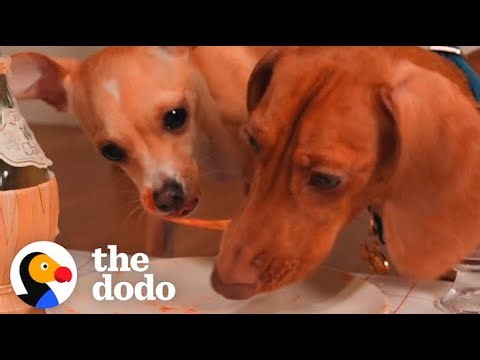 Gourmet Meals Make This Pup's Sensitive Tummy Happy | The Dodo