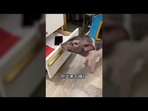 Funnist Animals | Funnist Pet Pig | Cute Pig | 有只小猪叫老六，老六和我的爱恨情仇#06 short9-16，新成员老七，猪犬不宁1-7 八月份总刊