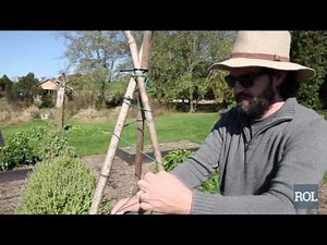 The Easiest Garden Trellis