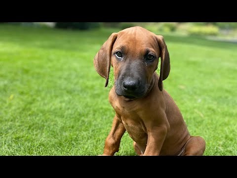 “Jack” our new Rhodesian Ridgeback
