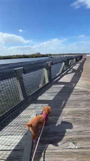 Sideways Trotting Dog || ViralHog