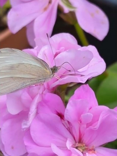 Small White Butterfly nectaring on Pelargonium