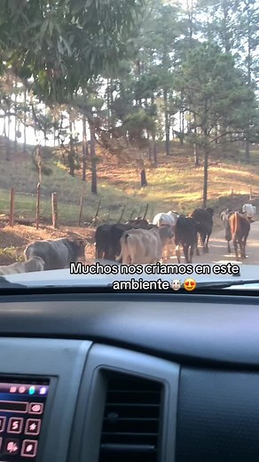 Cattle Herding in Scenic Rural Landscape