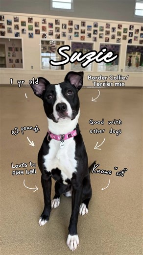 How is Suzie still waiting? 🐾 This 1-year-old Border Collie/Terrier mix has been with us for 9 weeks now. Suzie joined us from our local friends at B&R Bunkhouse and has been bringing her playful spirit with her ever since! She can be a little shy when first meeting new people, but give her a minute (and maybe a ball 🎾) and her fun, energetic personality shines through. She already knows “sit,” loves to stay active, and would thrive with a family ready to keep building on her training. Suzie d