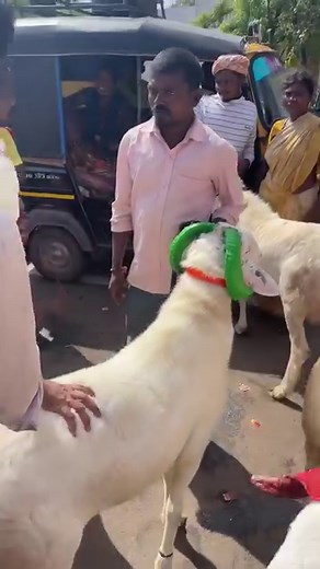 Day 141: Bakrid 2023 Big Size Ameengad Yalaga Sheep’s At Kerur Market | Farmers Market Farms & Mini Vlogs #sheeps #sheep #market #karnataka #2023 | Farmers Market Karnataka