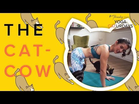 How to Do the Cat Cow Pose | Yoga Caturdays | DIVA Original
