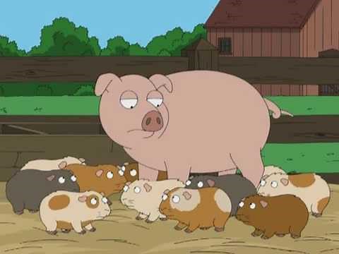 Pig among guinea pigs