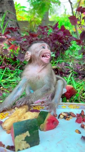 Lovely baby monkey eating and playing outside so adorable