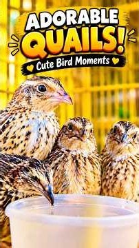 #Adorable Quails Drinking Water 🐤 | Cute Bird Moments