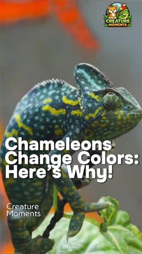 Chameleons Change Colors: Here’s Why! #chameleon #shorts #animals