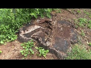 Civil War cannon ball found inside tree