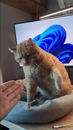 #Cat giving High Five