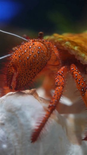 Don’t miss Nathan’s behind-the-scenes demo—he’ll show you how a siphon works and why it’s key to keeping our exhibits clean and animals healthy. 🌊🧼 Why all the effort to clean our exhibits? Because a spotless habitat means healthy animals—and a crystal-clear view for you to enjoy. 👀🐟 #AquaristLife #TwoOceansAquarium #Behindthescenes | Two Oceans Aquarium