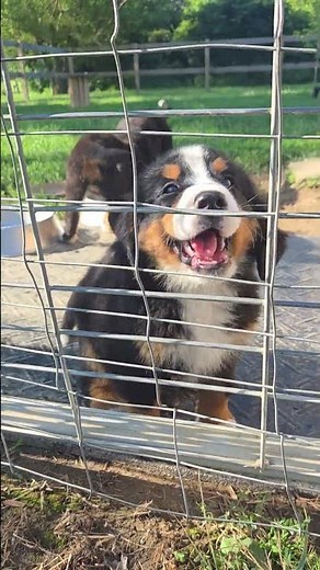 Bernese mountain puppies ❤️