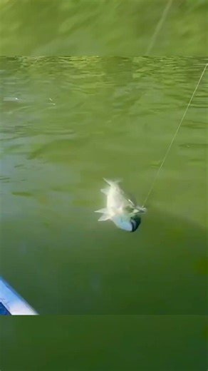 Striper season is on at the Sacramento River #shorts #fishing