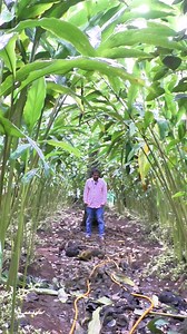 48K views · 516 reactions | Indian Spice Nursery gives premium cardamom plants that turn 1 acre into a goldmine! Most trusted nursery in india | My Nature India Foundation | Facebook