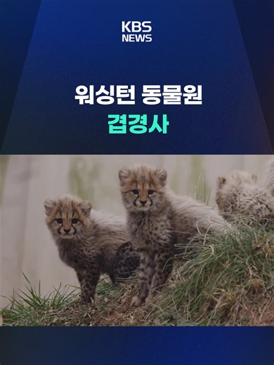 미국 워싱턴의 스미소니언 동물원이 최근 새끼 코끼리와 치타가 태어나는 겹경사를 맞았습니다. #코끼리#치타#동물원#워싱턴#미국#멸종위기종#종보전#희귀개체#새끼동물#KBS#KBSNEWS