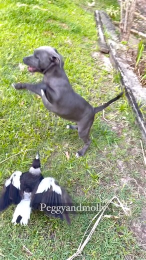A day in the life of backyard buddies just living in the moment and having fun 🐶🐦🐾 | Peggy and Molly