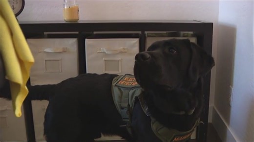 Arizona electronic detection K-9 helps catch human traffickers, child predators
