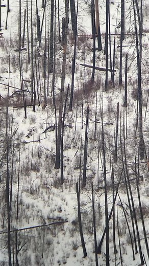 Wolves Hunting Giant 6x7 Bull Elk - Elk Stalking by Wolves