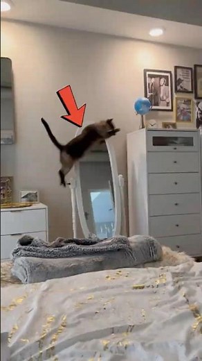 TOP 3 Cats Jump Fail 😂
