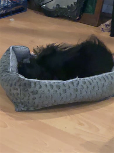 Spring❌Cooper (@springcooper)’s videos with Heartwarming, everyday, funny BGM(1194980) - K's note