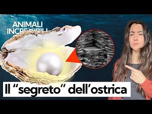 How are pearls formed and why? I reveal the secret of oysters and their role in the seas.