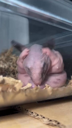 Chonky Borks and other portly babies on Reels