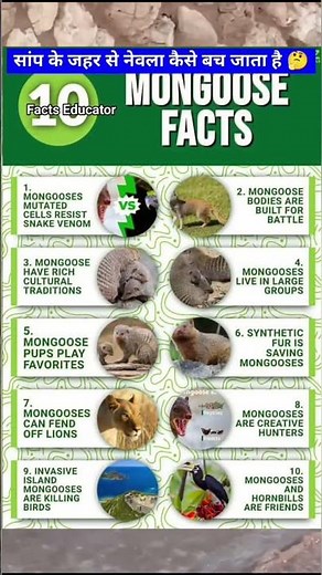 Why Does Mongoose not Die by Snake Biting