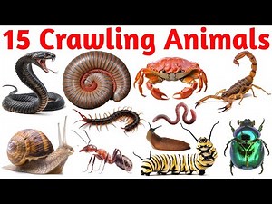 Crawling Animals for Kids | Learn Insects & Reptiles Names | Fun Educational Video for Children 🐜🐍