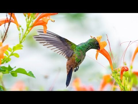9 Annual Flowers That Attract Hummingbirds