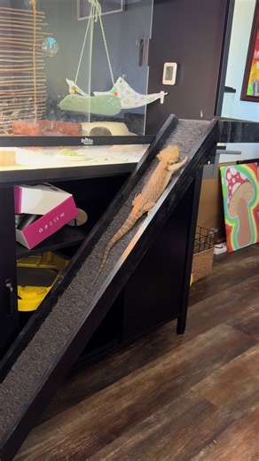 Catching My Bearded Dragon Using the Raml